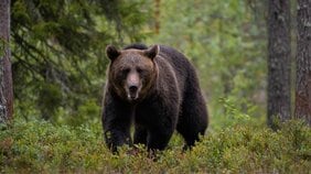 〈日本クマ事件簿〉ヒグマの自分の獲物に対する執着心は恐ろしいほど強いという…巨大老ヒグマが祭り帰りの団らんを襲撃、4人死亡の恐怖の一夜