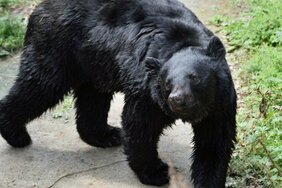 「今度クマが人を殺したらお前ら擁護派をヤッてやる!」クレーム殺到に困惑するクマ擁護派。環境団体代表が主張するクマ被害急増の「本当の理由」