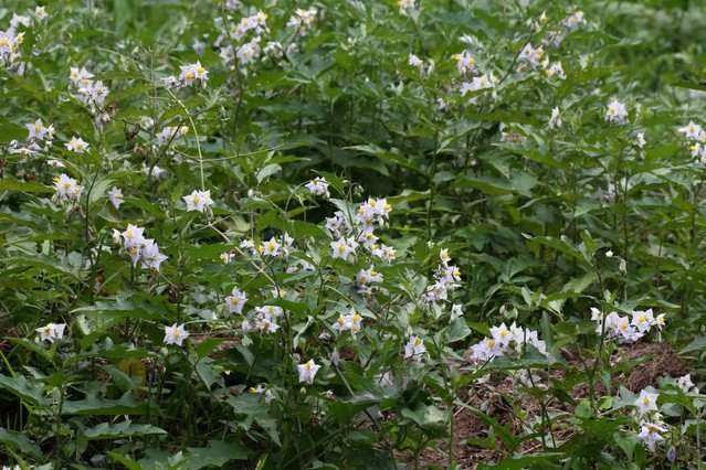 ナス科　ナス属欧州原産の多年草。高さ30〜50センチほどで、茎、葉、花のガクにトゲを持つ。初夏に白、または淡紫のジャガイモに似た花を咲かせたあと実がなるが、食用にはならない。