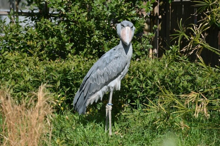 上野動物園の新たな目玉「ハシビロコウ」（写真／(公財)東京動物園協会）