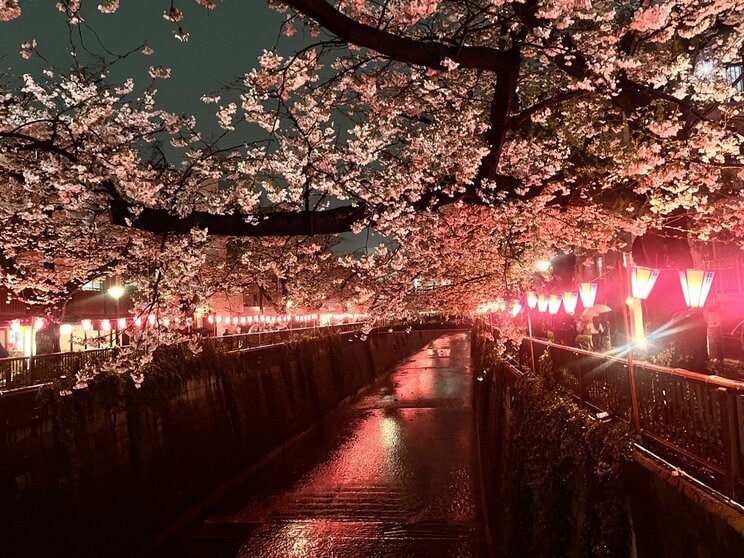 川を覆う桜のトンネルと川面に映るぼんぼりの灯りで視覚コンテンツとしての完成度が高い中目黒の桜まつり。歩きながら桜を楽しむ体験ができるのが魅力だ
