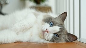 猫の寿命が30歳に? 子猫の頃から「AIM」を投与し、遺伝病である腎臓病を発症させないようにする最高の医療とは