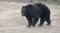 〈石川・クマ立てこもり〉「クマが施設にはいってきた!」窓を爪でガリガリと削り、館内はパニック…警察、猟友会、ドローンも出動した緊迫の9時間! クマ出没が今年多いのはあの果実が豊作のせい…?_7