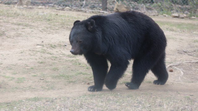 〈石川・クマ立てこもり〉「クマが施設にはいってきた！」窓を爪でガリガリと削り、館内はパニック…警察、猟友会、ドローンも出動した緊迫の9時間！ クマ出没が今年多いのはあの果実が豊作のせい…？_7