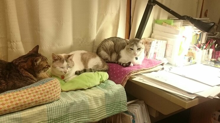 近所に大量繁殖の“猫屋敷”。いざ立ち上がった「ノーにゃんこ ノーライフ」な漫画家_14