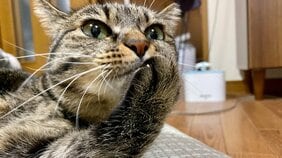 虐待で3本足になった保護猫・しじみちゃんと漫画家の幸せな日々