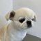 【画像あり】フォロワー数14.6万! 令和の超人気犬「おもちくん」。俳優・高橋一生ともCM共演した癒し満載のキュートな素顔に接近!_35