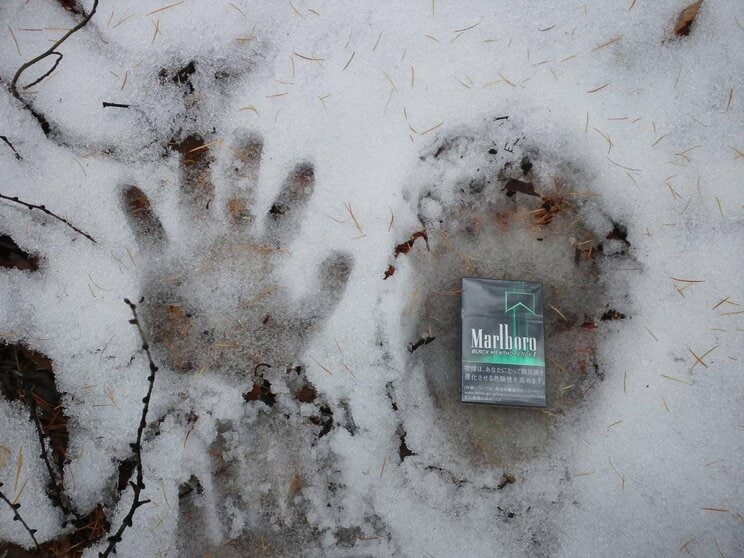 大人の手のひらと同サイズのツキノワグマの足跡。写真提供:高柳盛芳