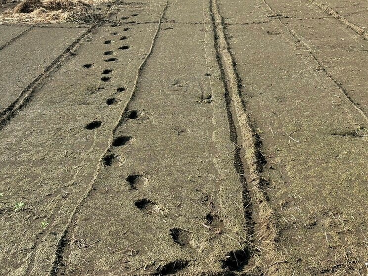 逃走の際についたと思われる足跡