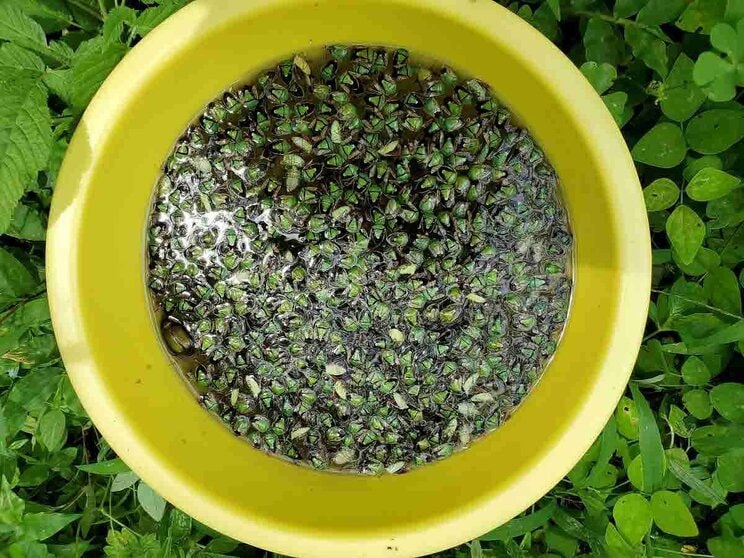 トラップに集まったバケツいっぱいのカメムシ（提供／高知県病害虫防除所）