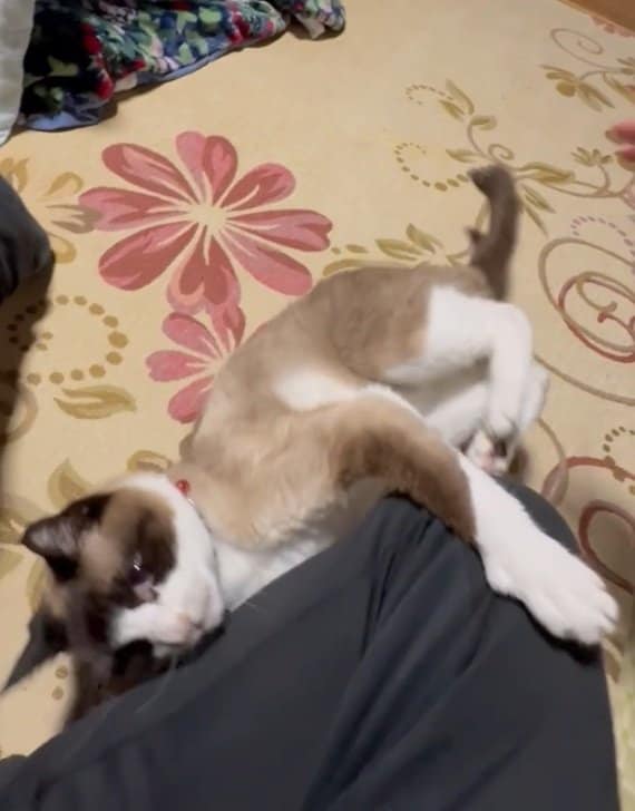 飼い主を蹴る猫（画像提供、栃木県の男性）