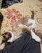 飼い主を蹴る猫（画像提供、栃木県の男性）