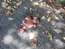 19日に置かれた鶏の内臓（レバー）とみられるもの（写真／自然公園財団提供）