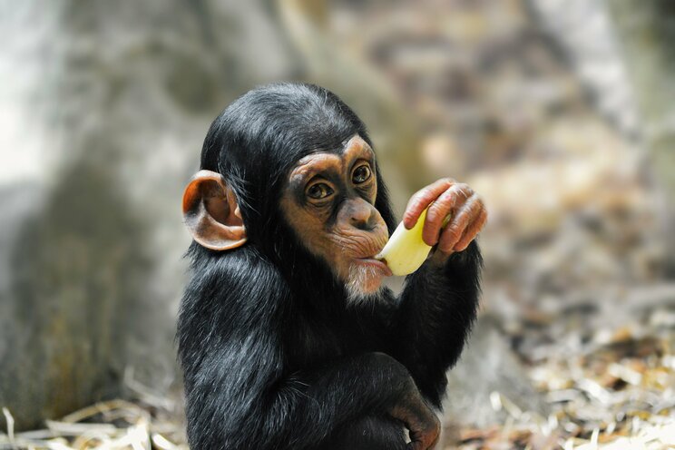 なぜアップルの店頭では自由に製品を触れるのか…所有体験させることで消費者の愛着度を高める心理的魔法_5