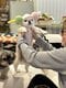 【画像あり】フォロワー数14.6万! 令和の超人気犬「おもちくん」。俳優・高橋一生ともCM共演した癒し満載のキュートな素顔に接近!_23