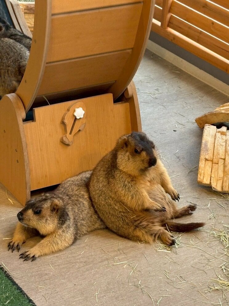 「よっこらしょ」重なってお座り（写真／マーモット村大阪提供）