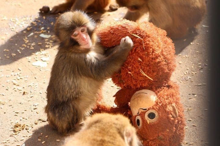パンチくんとオランウータンのぬいぐるみ（写真／市川市動植物園提供）