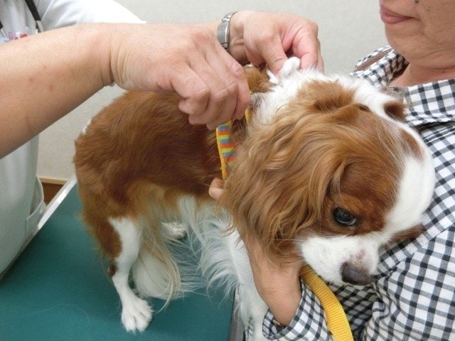 予防接種を打つ小型犬