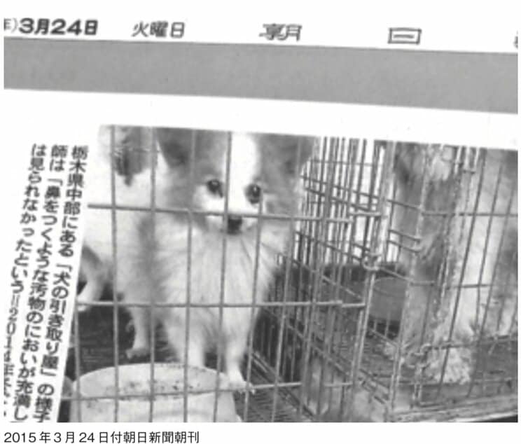 『猫を救うのは誰か　ペットビジネスの「奴隷」たち』より