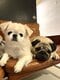 【画像あり】フォロワー数14.6万! 令和の超人気犬「おもちくん」。俳優・高橋一生ともCM共演した癒し満載のキュートな素顔に接近!_8