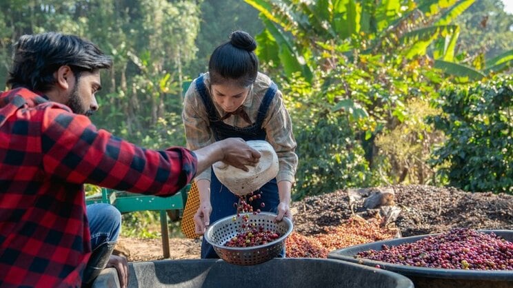 コーヒー農家のイメージ