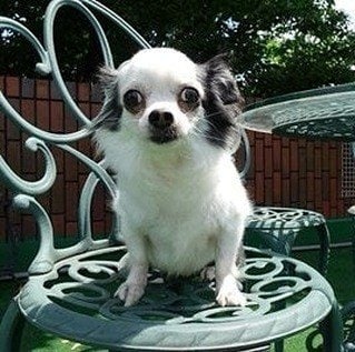 亡くなったチワワの雄の太郎ちゃん(デヴィ夫人のSNSより)