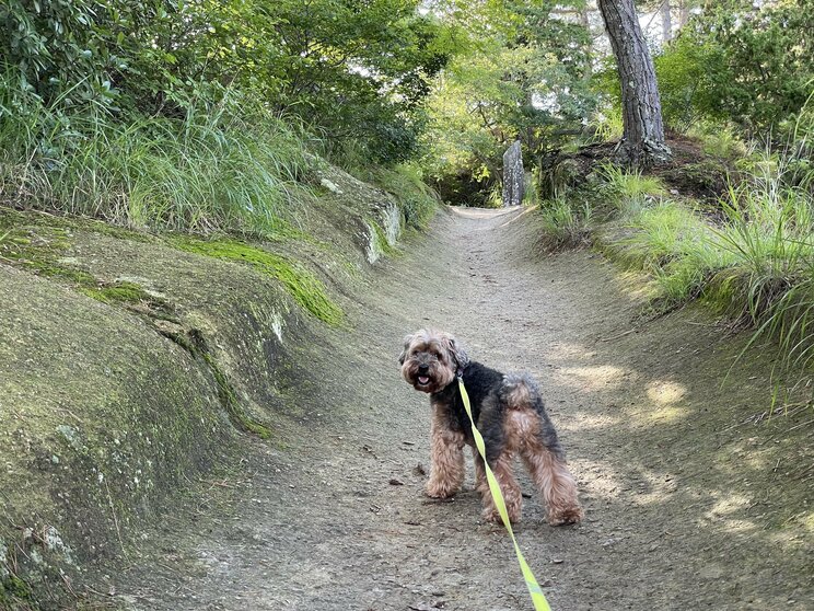 RCの「スローバラード」こそ車中泊讃歌だ。みちのく犬連れひとり車中泊の旅は続く_8