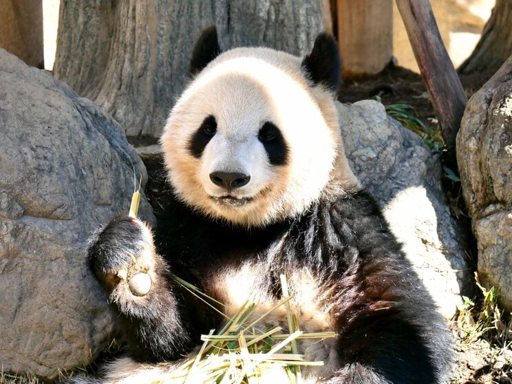 パンダ（PhotoAC）