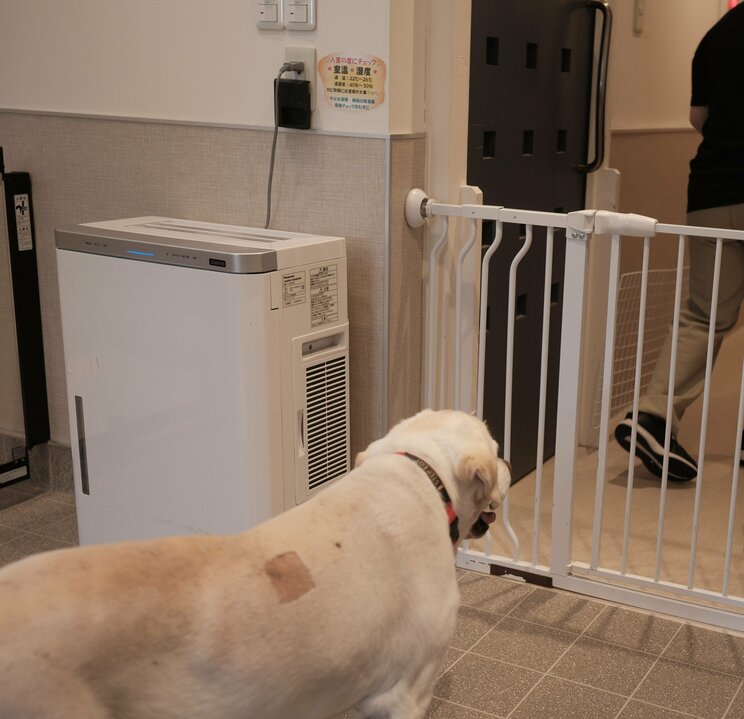 スタッフの背中を見つめる銀時くん