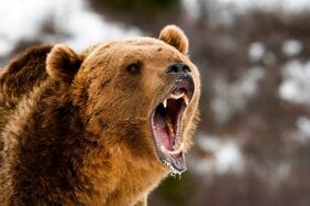 ヒグマは本来は「人を避けてくれる」はずなのに…胃の中からは男性と思われる肉片と骨片。クマが増えている日本で『バッタリ遭遇』を避けるためには