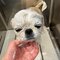 【画像あり】フォロワー数14.6万! 令和の超人気犬「おもちくん」。俳優・高橋一生ともCM共演した癒し満載のキュートな素顔に接近!_31
