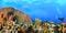 英代さんが提供するツアーの様子その③。トバゴ島でのダイビングでは、カリブ海の鮮やかな自然を堪能できる。