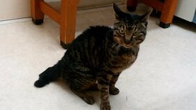 余命2週間、腎不全末期だった猫が1年以上も延命。驚きの効果を発揮したタンパク質「AIM」が猫に初めて投与された日