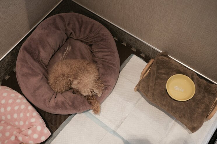 〈約20％の飼い主が60代以上〉人間と愛犬の間にもある深刻な“老老介護”問題「この子はがんばったね」老犬ホームスタッフが語る高齢犬の“お見送り”_8