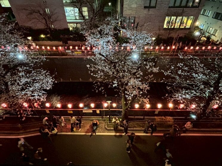 夜には桜がライトアップされる（撮影／集英社オンライン）