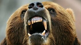 クマに襲われ「投げ返した」青森のラーメン店員、「頭突き」で撃退した80歳老人…クマサバイバーたちの驚きの共通行動