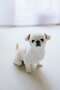 【画像あり】フォロワー数14.6万! 令和の超人気犬「おもちくん」。俳優・高橋一生ともCM共演した癒し満載のキュートな素顔に接近!_12