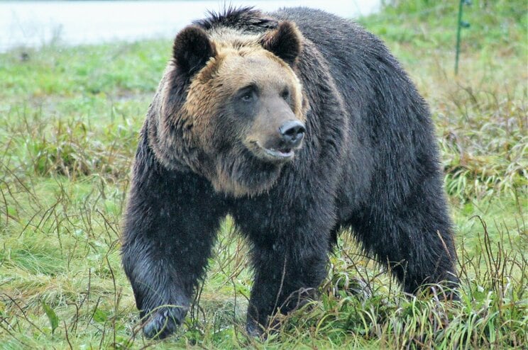 〈4人死亡のクマ襲撃事件〉ツキノワグマは人間も食べる…秋田で起きた惨劇とマタギが目撃した“肉食グマ”の実態「クマは共喰いするんさな」_8
