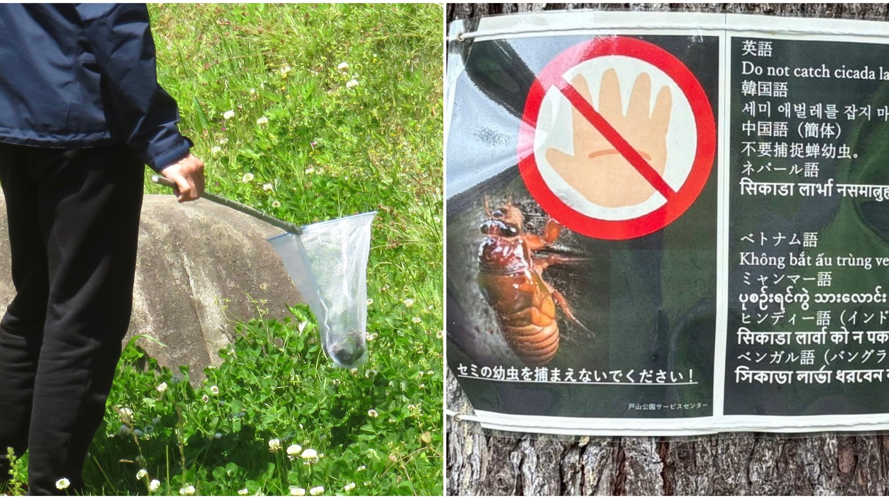 公園でセミ乱獲の外国人〉「幼虫を採取しないで！」注意しても「ナニ言