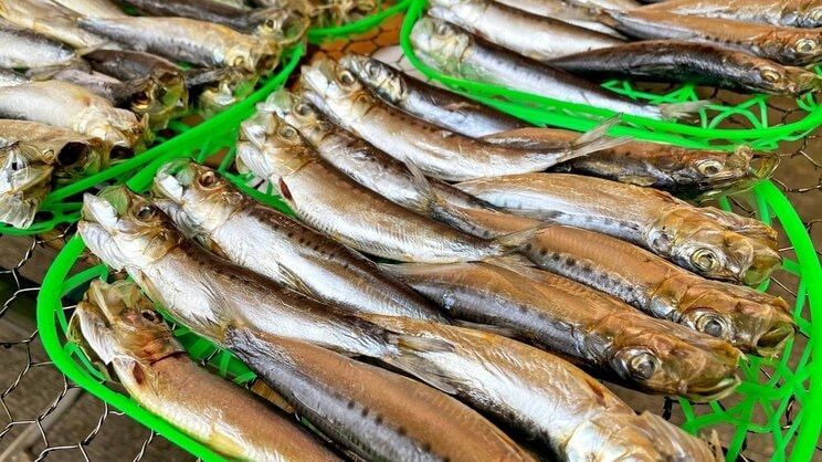 静岡県沼津港の魚市場の「イワシの干物」 (写真／shutterstock)