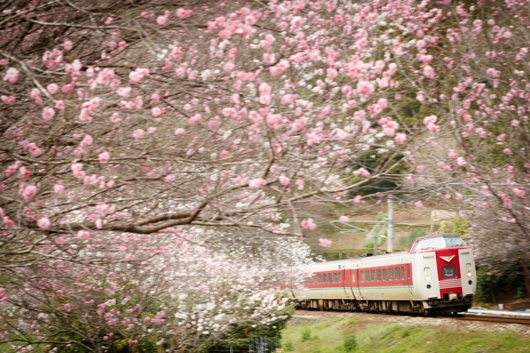 381系特急「やくも」（撮影／宮崎慎之輔）
※許可された私有地で撮影しております