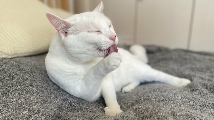 抗肥満作用も備えたタンパク質「AIM」の画期的な働きとは−−体内の不要なゴミを取り除くことで病気にアプローチ…腎不全に肝臓癌、そして肥満がなくなる日_6