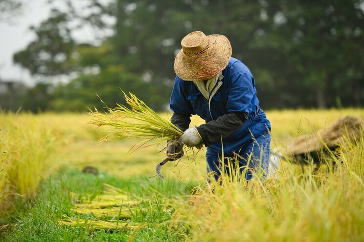 米農家を営む男性（画像/ Shutterstock）