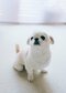 【画像あり】フォロワー数14.6万! 令和の超人気犬「おもちくん」。俳優・高橋一生ともCM共演した癒し満載のキュートな素顔に接近!_13