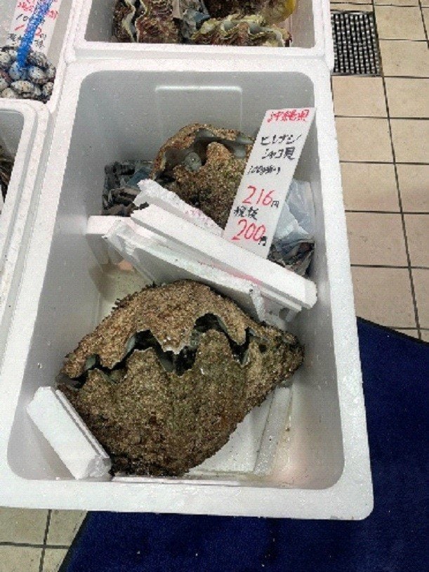 沖縄県産　ヒレナシシャコ貝