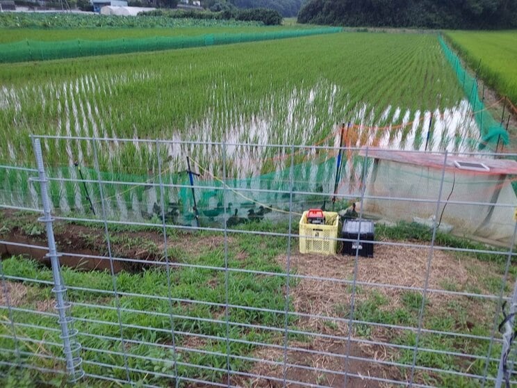 コメとアイガモを守るために、田んぼの周りを囲いがある（写真提供／田宮竜平さん）