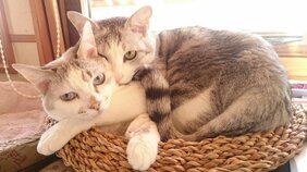 近所に大量繁殖の“野良猫屋敷”。いざ立ち上がった「ノーにゃんこ ノーライフ」な漫画家