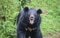 八王子にクマ出没で騒然…じつは「東京に235頭のツキノワグマが生息」の衝撃…“顔を狙う猛獣”の人里接近に専門家も警戒_3
