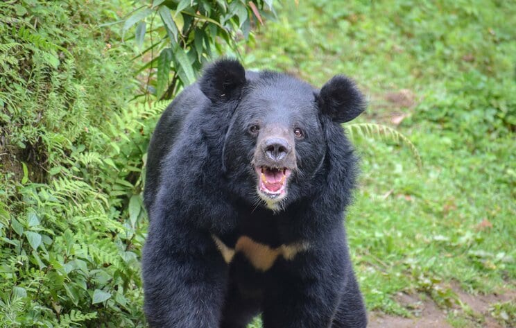 八王子にクマ出没で騒然…じつは「東京に235頭のツキノワグマが生息」の衝撃…“顔を狙う猛獣”の人里接近に専門家も警戒_3