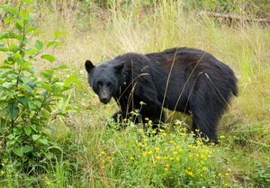 「クマは人間の目が怖いの。だからじっと見てきたら、絶対に目をそらしちゃいけない」ツキノワグマに顔を殴打され右目眼球が…死亡者全員に食害された跡が残る本州史上最悪のクマ事故も勃発